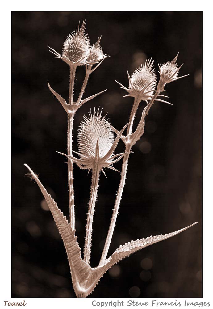 Thanks for RTs &amp; favourites. The teasel has grown to an enormous height in the wild garden this year - never seen it so high!