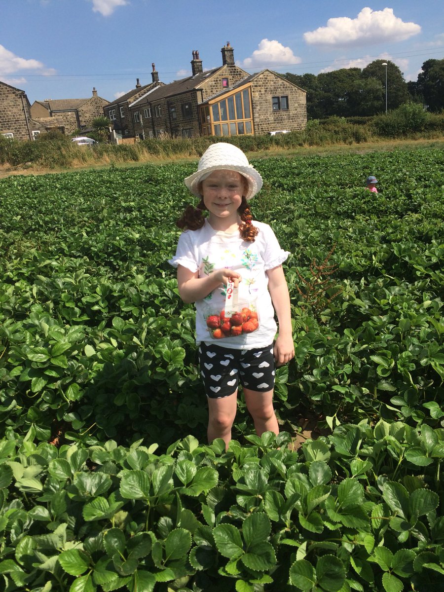 SarahLDurkan's tweet image. #strawberrypicking #raspberrypicking @horsforthpickyourown