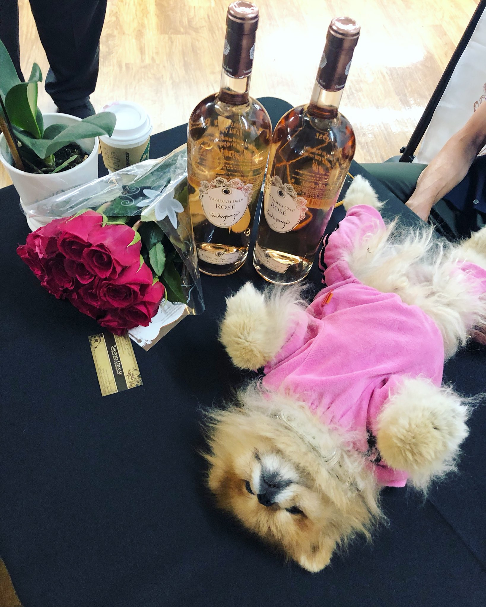 Pandora Vanderpump on Twitter "It’s tough being Puff 😂 Chicago! Thanks