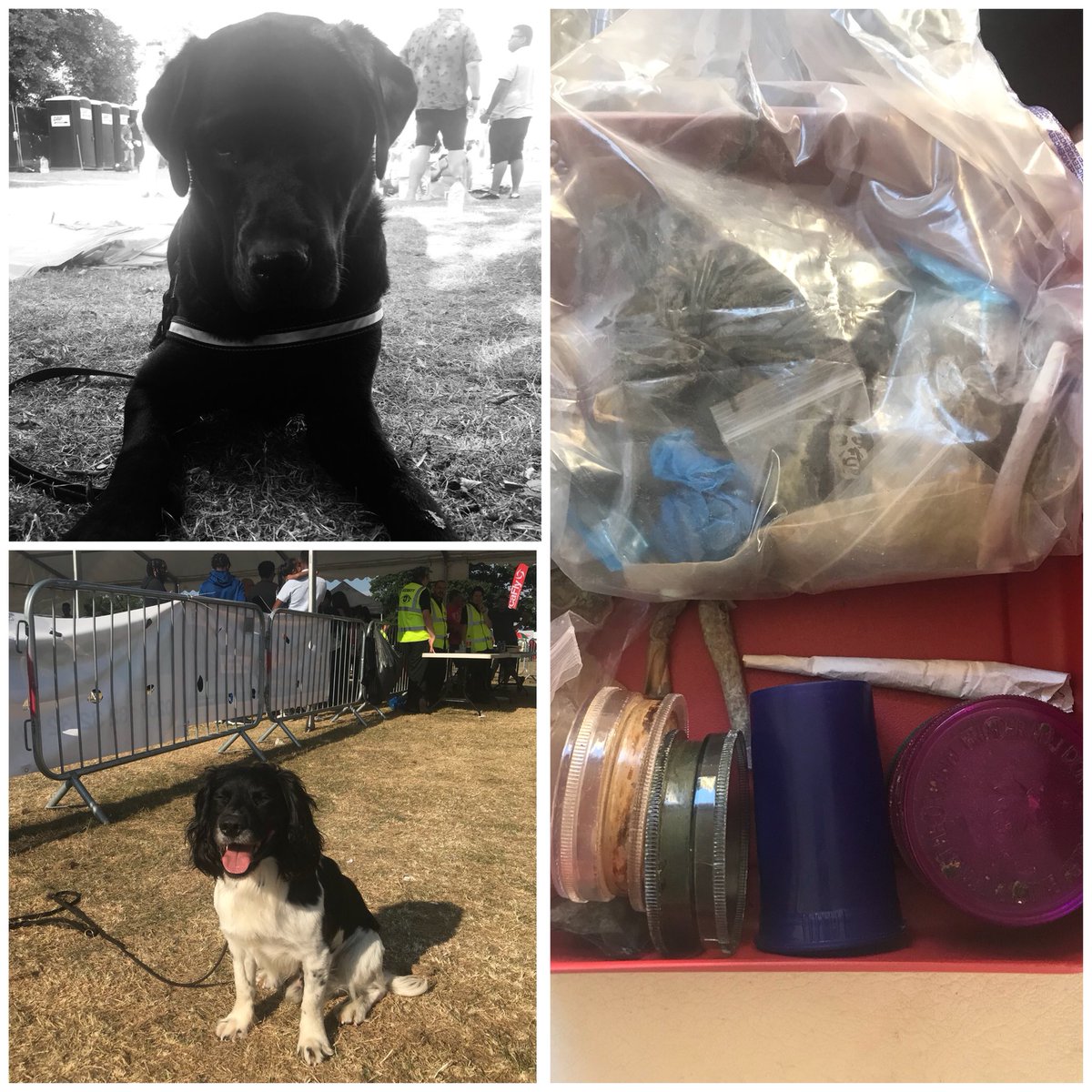 AwesomeSpaz12's tweet photo. We’re SHATTERED at the end of a extremely hot, busy weekend working with a FANTASTIC team @Insight_rm 👊💪🐾 working on behalf @TrickyTk9 💊💉🐶🎾🐾 #thenosesthatknow #teamworkmakesthedreamwork #gohomesafe 🐾🐾 https://t.co/Lt5gYet6av