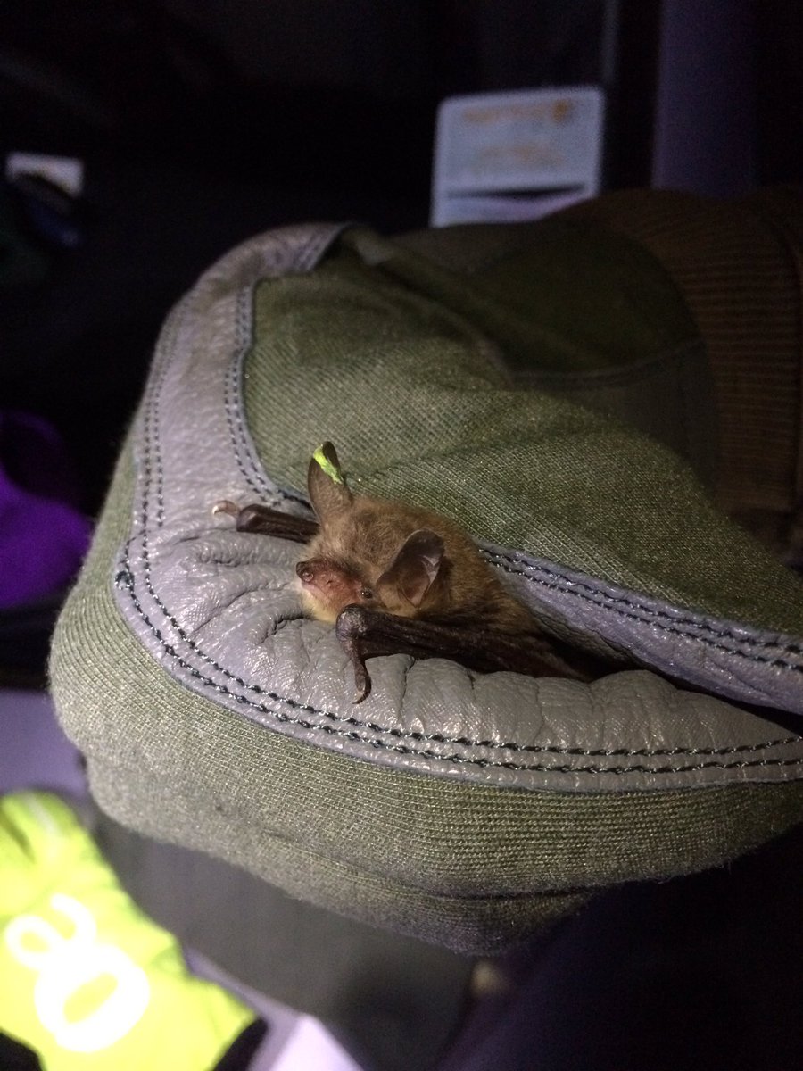 glynnius's tweet photo. But why are we doing all this #bat #monitoring!? #iBats surveys over 7 years in #Jersey have provided insight into local bats. We want to establish whether a static detector survey may be more representative for future monitoring #JerseyStaticBatSurvey @MResBEC @ecoactivejersey https://t.co/dzQm0Uqmvf