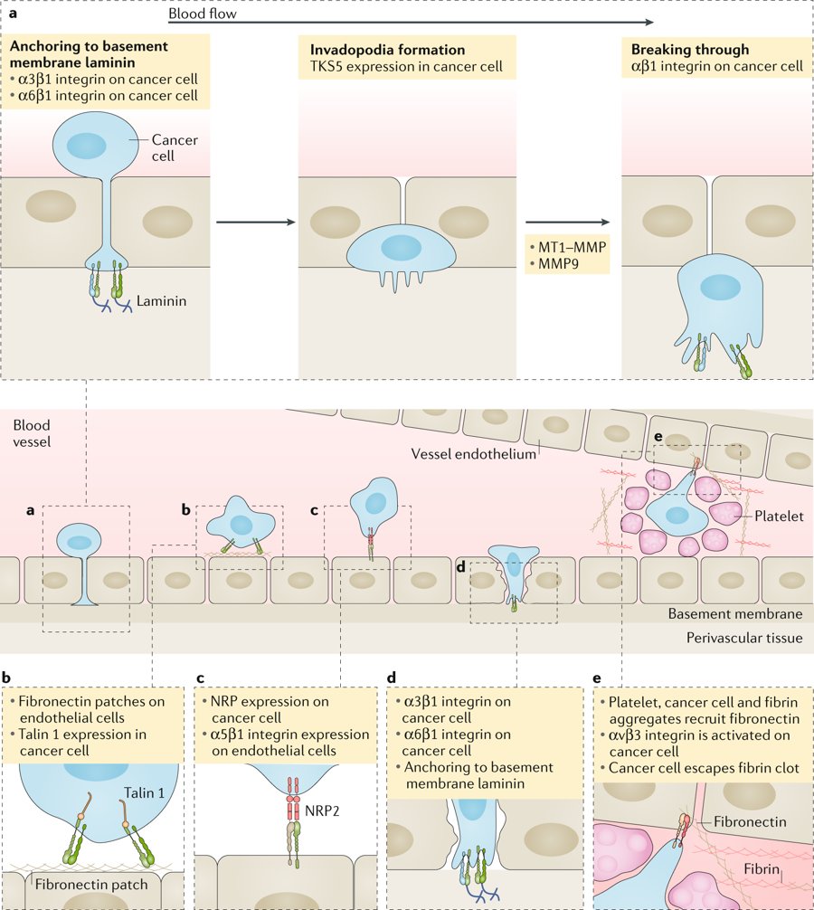 mmw_lmw's tweet photo. #Cancer_Progression and #Metastasis | Cell Adhesion and Integrin: Extravasation | Johanna Ivaska @UniTurku @NatureRevCancer https://t.co/hpOA3iqAyb https://t.co/Lvo4yFhy4I