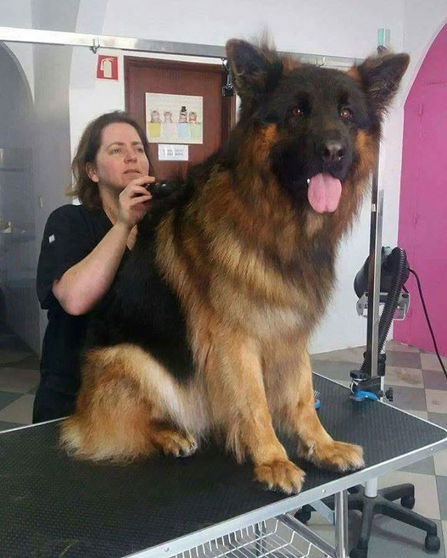 giant shepherds