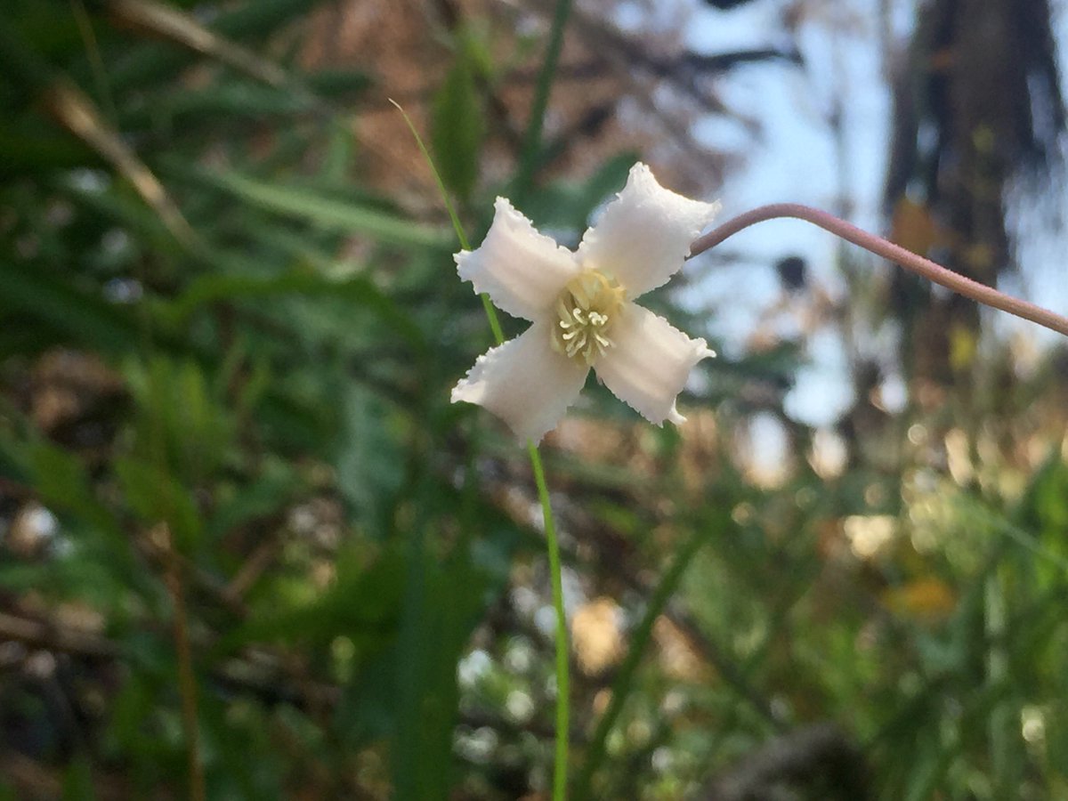 NaplesPlants's tweet photo. Happy Native Plant Sunday!

We spotted this bell-shaped beauty yesterday during the CREW field trip with Roger Hammer organized by our friends at Coccoloba Chapter.  Endemic to Florida, Clematis baldwinii (pine hyacinth) is a small wildflower that can be found in pinelands. https://t.co/3mim9VQrIL