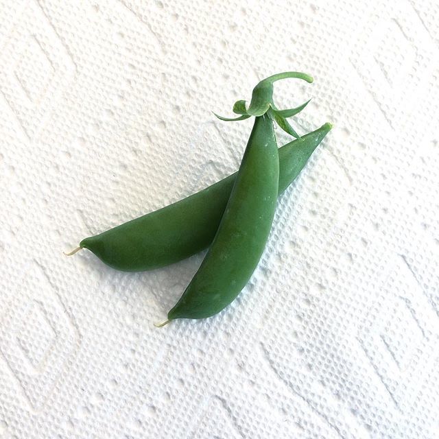 BlueBeanStudio's tweet photo. Success! First #harvest from the #garden. It may have taken over a year to get started, but the persistence paid off. Gotta say those are some good lookin’ #legumes 😋
.
.
.
#growingstuff #homegrown #sugarsnappeas #gardentotable https://t.co/nPLRjRDFDe https://t.co/sSQuoE7Iyz