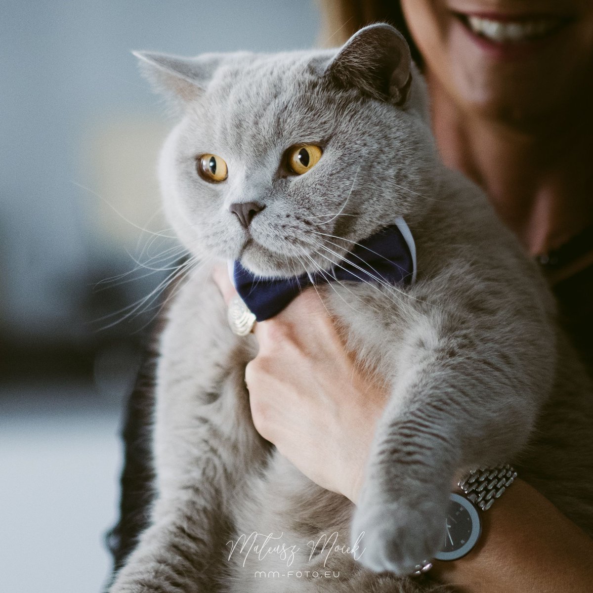 mmfotoeu's tweet photo. A na ślubach trafia się i taki jegomość :) #kot #kotwmuszce #weselnykot #cat #weddingcat #wedding #pet #katze #hochzeitkatze #hochzeit #leszno https://t.co/RplX32LIqC