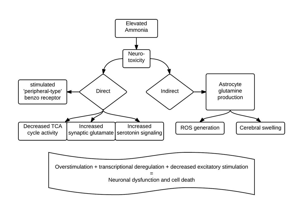 Are you interested in what (specifically) ammonia does in the brain?Lots of bad thingsLet me send you to a few references: https://www.ncbi.nlm.nih.gov/pubmed/10728803   @JHepatology  https://www.ncbi.nlm.nih.gov/pubmed/12668989   @HEP_Journal