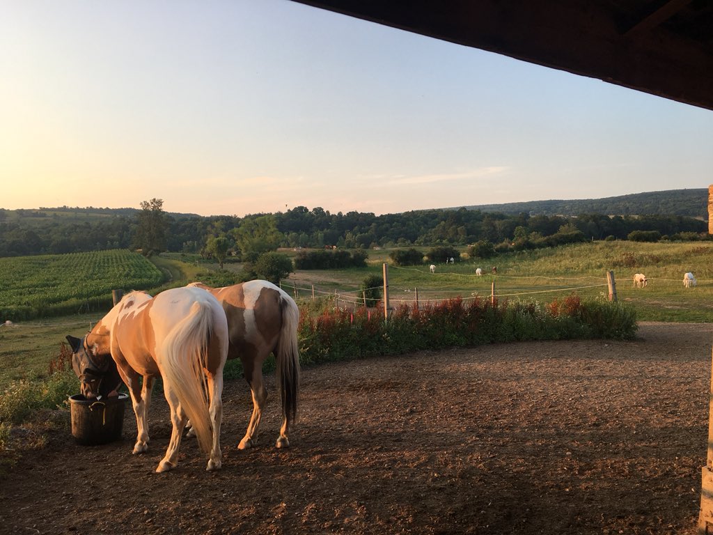 PaintedBar's tweet photo. After a beautiful summer day full of sunshine and good trail rides the most wonderful thing is to watch the herd head out to pasture for the evening.
#thisistherealdeal #reallifestyle #horsesoftwitter https://t.co/YNIYum7jIQ