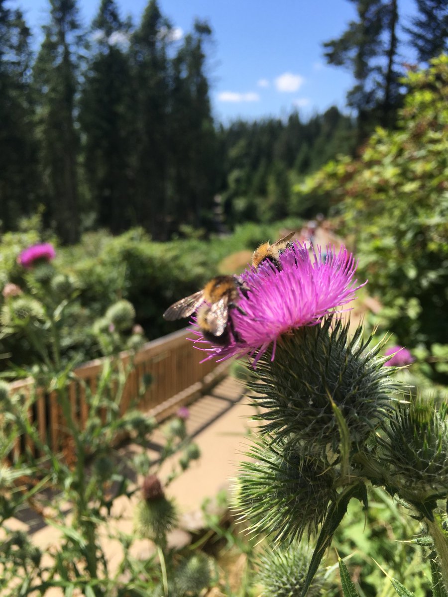 BRADFIELDK's tweet photo. @CenterParcsUK #Longleat great #caterpillar #insects #bees #Flowers #wildlife out in the #sunshine today #CPSpot https://t.co/fopeVoyaQJ