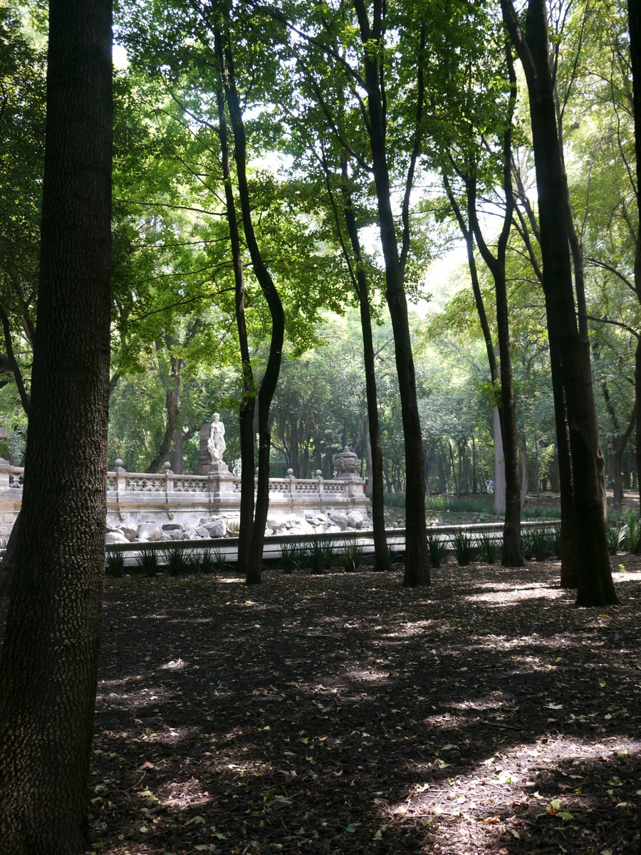 ProChapultepec's tweet photo. A pesar de la urbanización, el microclima del Bosque de Chapultepec no ha sufrido modificaciones en las últimas décadas. Ha sido mayor el efecto del bosque hacia la ciudad que de la ciudad al bosque. ¡Ayúdanos a conservarlo! #Probosquechapultepec. https://t.co/oOZmfXj97G