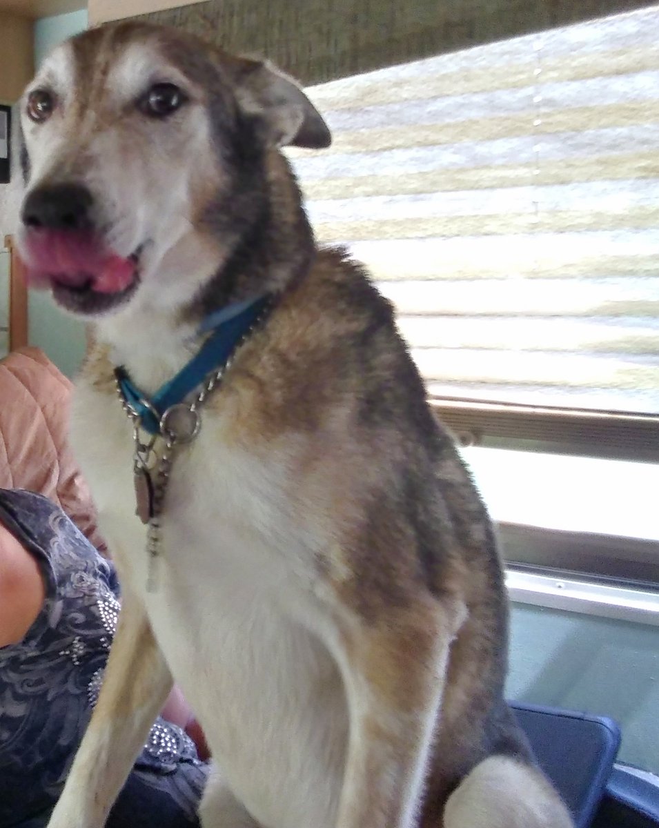 mostlylost_rv's tweet image. Just a PSA - huskies make great lap dogs!😊