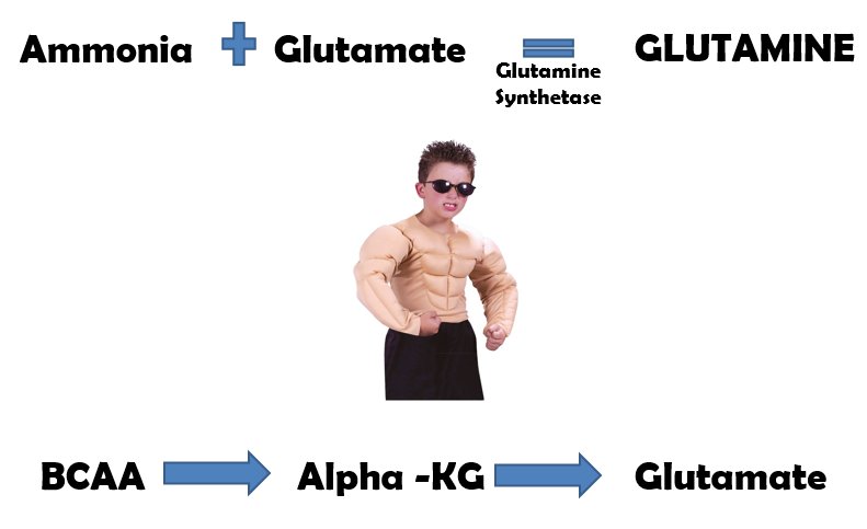 What happens when NH3 gets to the muscle?NH3 gets converted to glutamine at the price of a branch-chain amino acid (produced from muscle breakdown)NH3 detox by the muscle is a catabolic process!