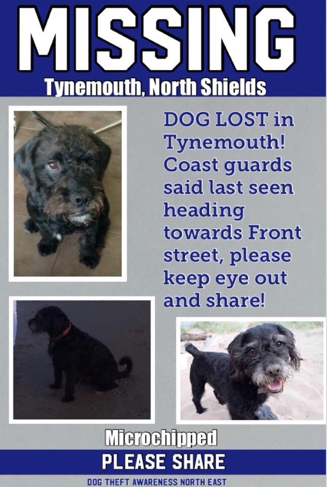 rosiedoc666's tweet photo. ‼️‼️URGENT‼️‼️
ROLO IS NOT FROM THIS AREA HIS FAMILY ARE ON HOLIDAY #Tynemouth DOG WAS SPOTTED BY #coastguards HEADING TOWARDS FRONT STREET 
🐾HE WILL BE SO SCARED AS NOT USED TO AREA AT ALL🐾 #findRolo #NorthShields https://t.co/arwvTmQqrs