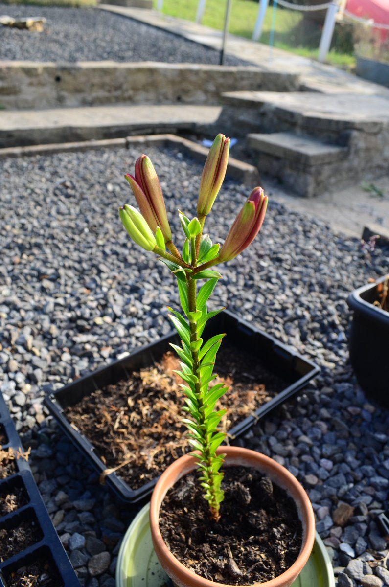 LeeWhatley78's tweet photo. This has managed to survive the dry spell (no idea what it is - think some kind of orchid) looks ready to flower now. #GreenFingers https://t.co/KgTpUtQoFg