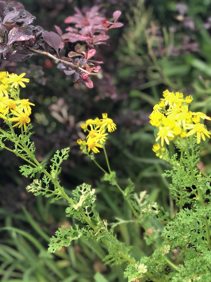 How pretty are these + my pic skills🌿🌹🌸
