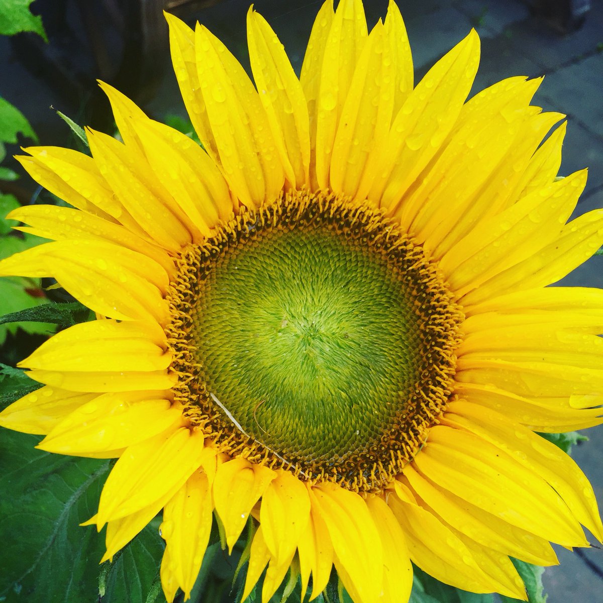 KirstenElder's tweet photo. Yay! My second sunflower has finally flowered-all it needed was some rain 🌻#sunflower #mygarden #grownfromaseed #sunflowers #summerflower #garden #gardenflowers #raindrops #rain #fresh #yellow #monthsofwork #gardening 🌻🙌🌻 https://t.co/fwnWcJsScS