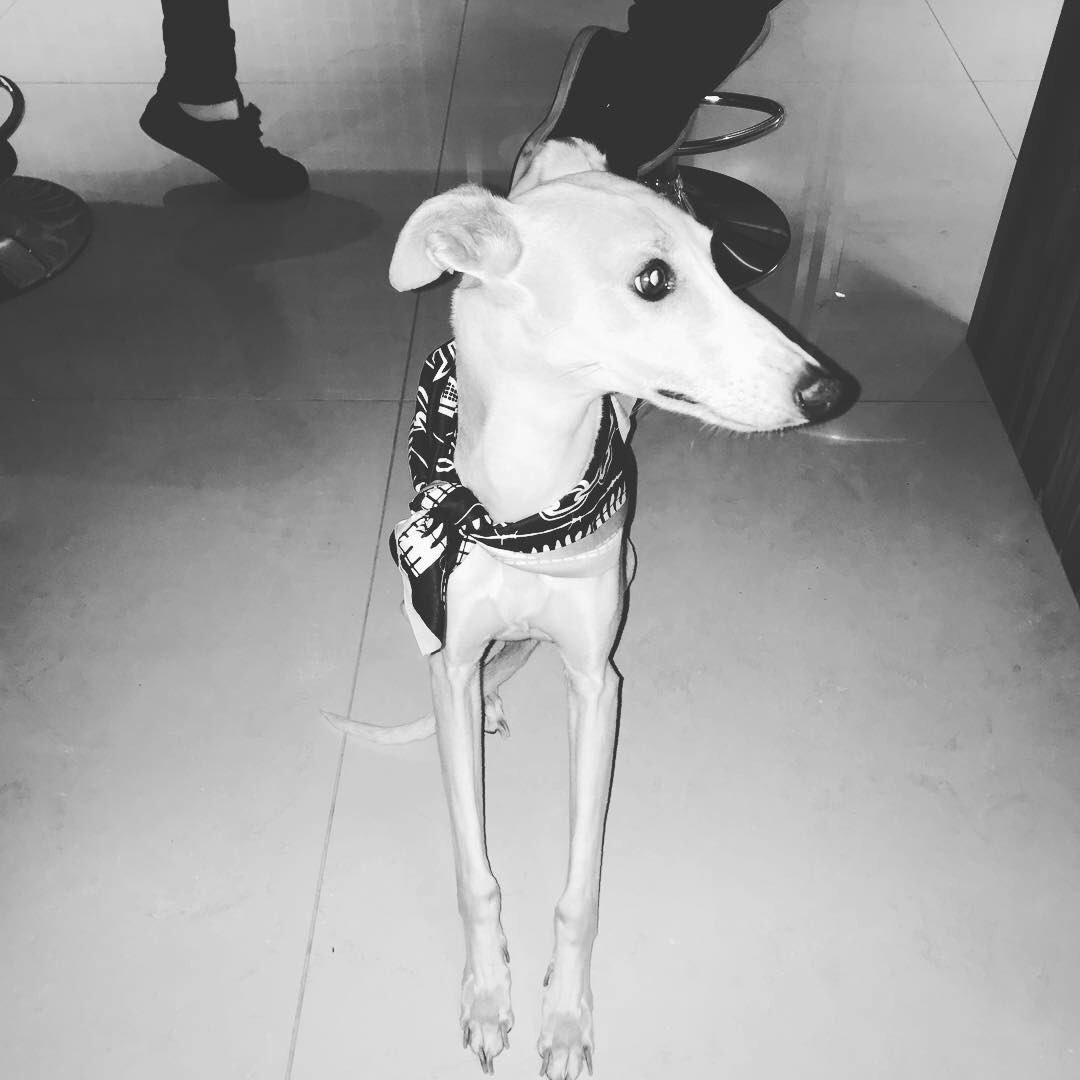 royalrage101's tweet photo. Até os bichinho usam merch da Royal e você não? Porra velho...
Even pets are using Royal's merch and you're not? Holy shit... 
#royalrageband #royalrageofficial #pets #whippet https://t.co/LHLSNUvC4P