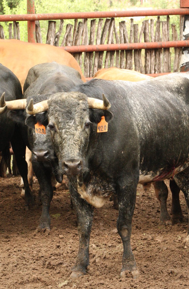 This ought to be funny! Name bull #420... Go!
📷<a href="/LondonGorham/">London Gorham</a>