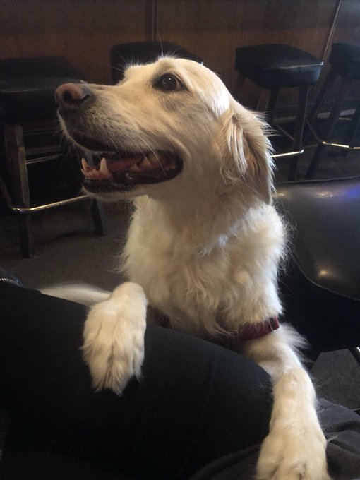I’ve started training all dogs I know to jump up by saying “yip-yip” and it’s going well #avatar https://t