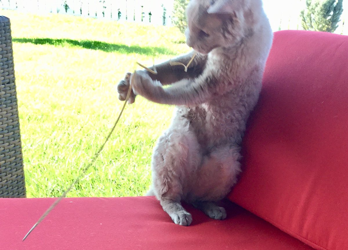 ColeNapoli's tweet image. Reggie made himself a grass toy. Your welcome humans. #DevonRexCats