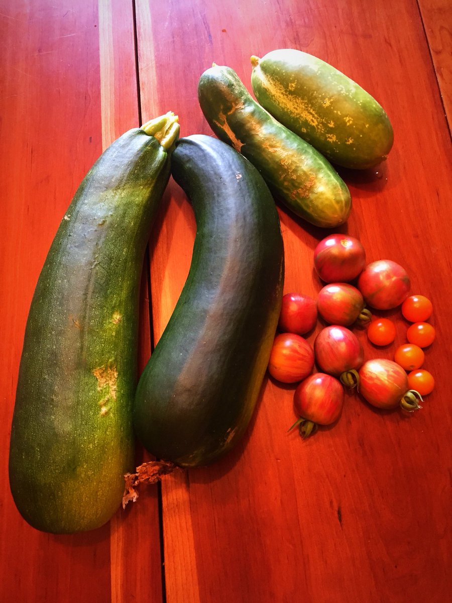 theweberworld's tweet photo. Summer blessings!!! Check out our massive zucchini!!!! #garden #minifarm #summertime https://t.co/chDNxRluzJ