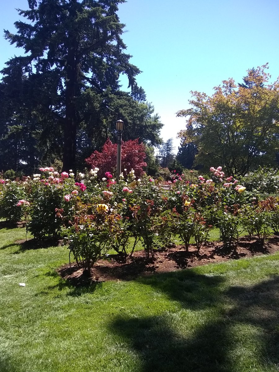 MrsKnapp_SE's tweet photo. PES Pelicans, Portland is called the city of roses. When our pelican flew to the international rose test garden, this is what it saw. What do you think roses need to survive? Why do they grow so well in the Pacific Northwest? @PoincianaCCPS @collierschools #PESadventure https://t.co/KniOz6TUv1