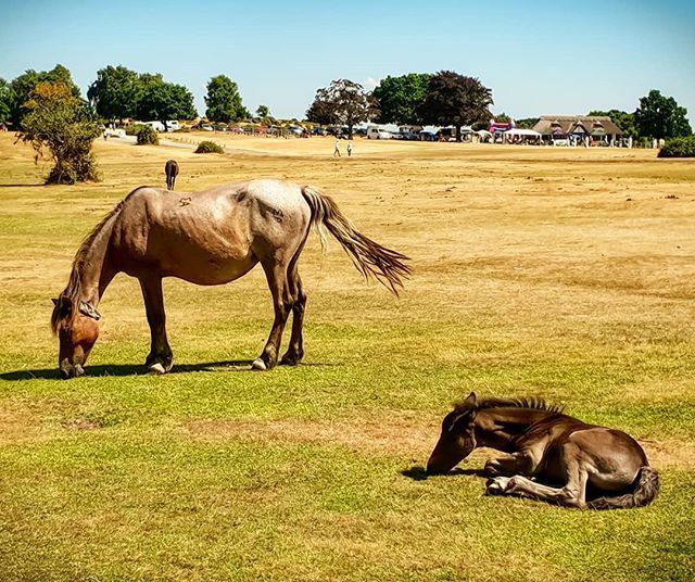 realdavely's tweet photo. New Forest ponies 🐎

#equine #animals #ponies #newforestpony #lyndhurst #boltonsbench #newforest #hampshire #nature #foal #summer #sunnyday #daysout https://t.co/CRv1l3tRaC https://t.co/cVyn0rBexm