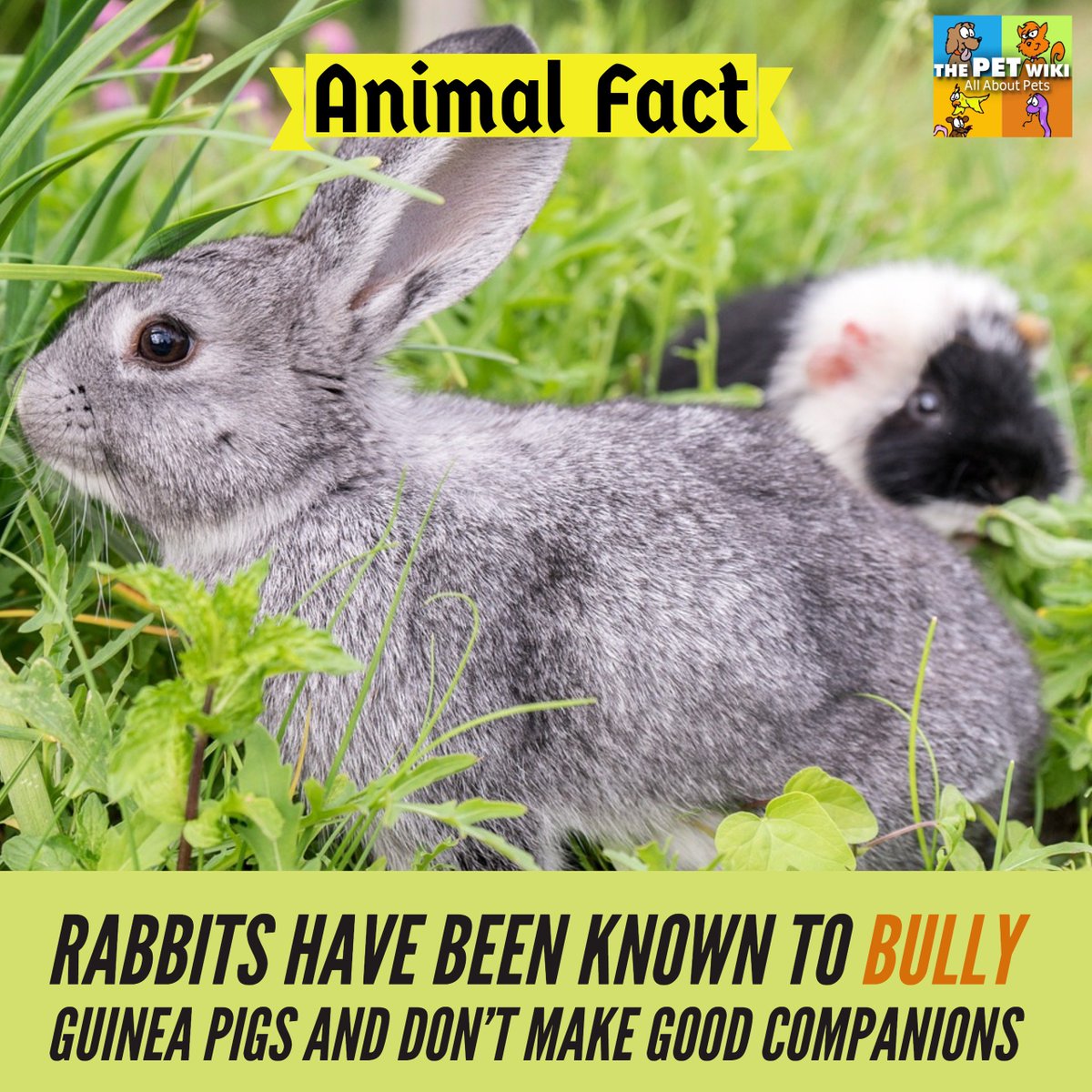 ThePetWiki's tweet photo. Animal Fact of the Day: Rabbits have been known to bully guinea pigs and don't make good companions. Read more: https://t.co/8NtIWab2G5 https://t.co/xEDFvalm6K