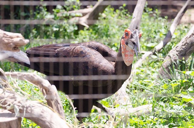 LieningBeau's tweet photo. Southern Ground Hornbill #SafariWest #photography #photographyislife #photographylover #justgoshoot #xposuremag #animal_captures #animal_fanatics #wildlifephotography #wildlifephoto #wildlifelovers #natgeowild #natgeo #natgeowildlife #wildlifeperfection @… https://t.co/pmQbxEFTj6