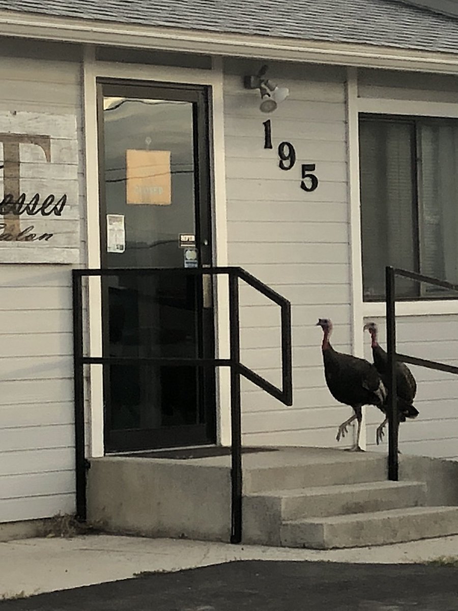 Michael2512's tweet photo. Turkey Vultures at the Tresses hair salon in Battle Mountain. https://t.co/9uOvgLp5Fr