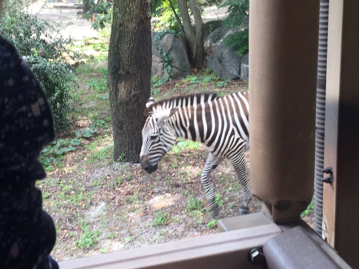 LOVED <a href="/WaltDisneyWorld/">Walt Disney World</a> 's #AnimalKingdom visit today!! #KilimanjaroSafaris was TOP NOTCH!! We were lucky enough to be able to ride it twice! Both rides were so much fun!