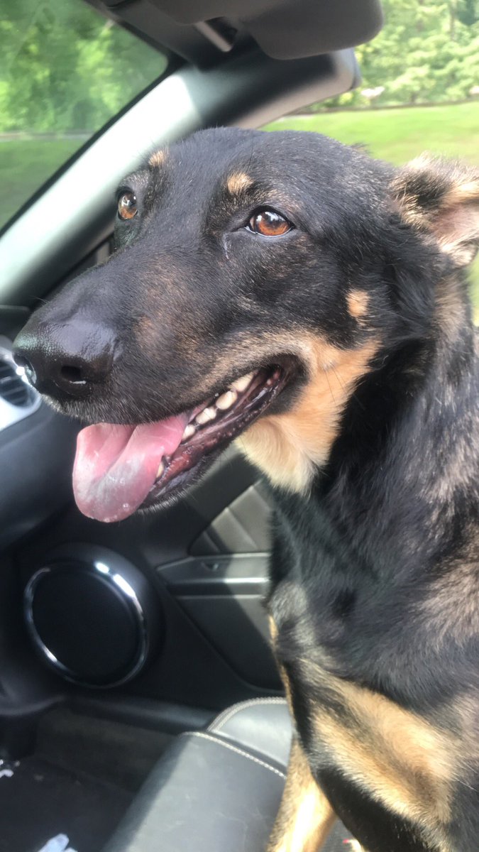mpers_'s tweet photo. I wish the world could be as happy as Holly when she’s in the car with the top down ❤️❤️❤️❤️ https://t.co/KkmpvCVKNl