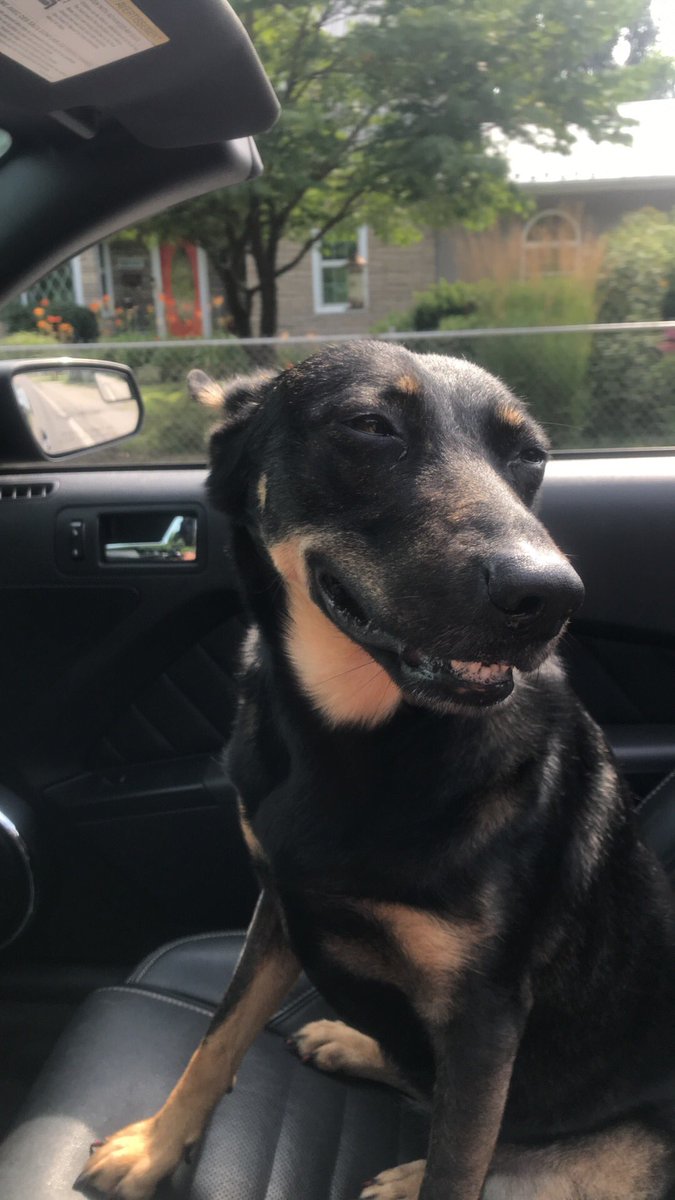 mpers_'s tweet photo. I wish the world could be as happy as Holly when she’s in the car with the top down ❤️❤️❤️❤️ https://t.co/KkmpvCVKNl