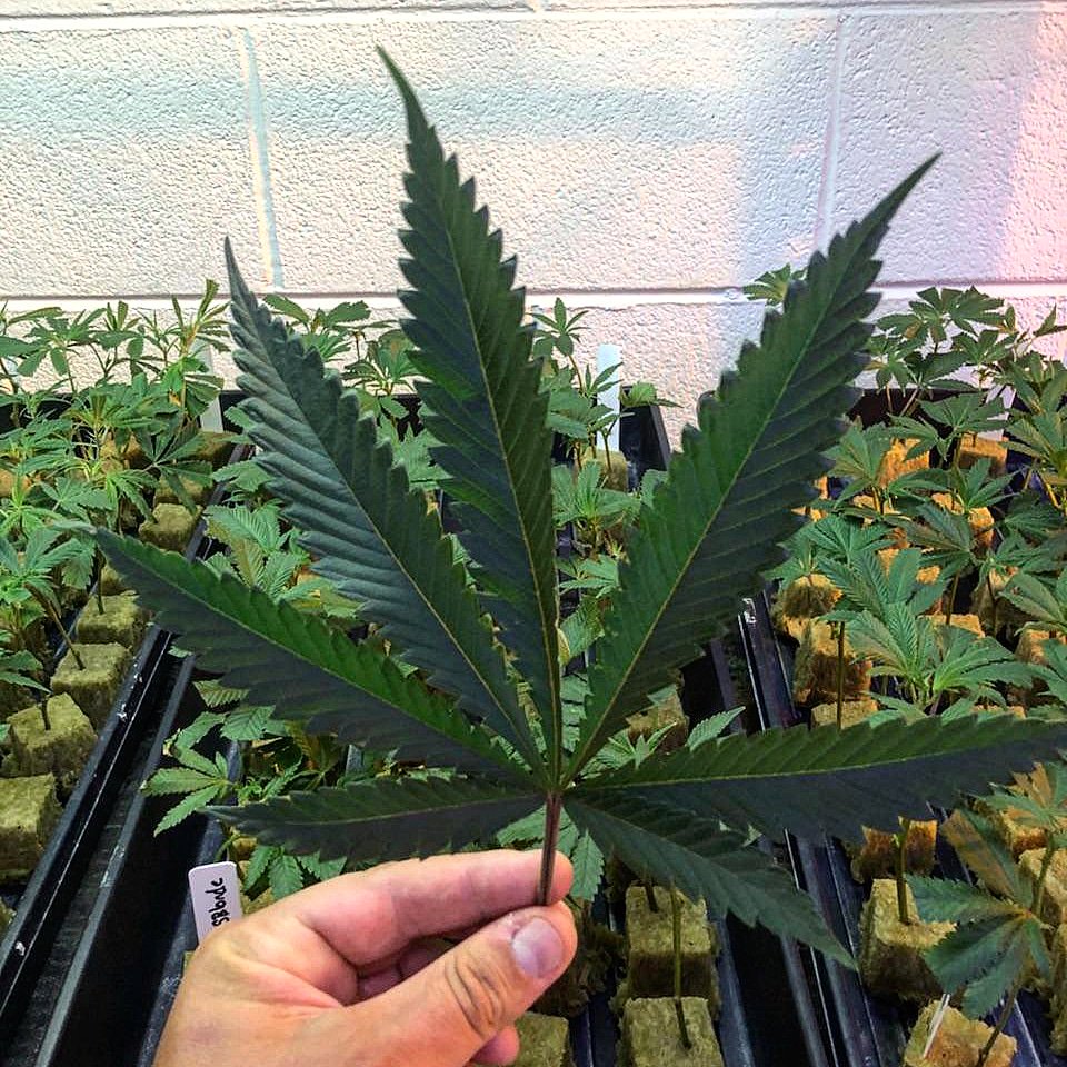ProhibitionHerb's tweet photo. We grow every plant with the same attention and detail every time we take a cutting. Hand tended plants become the quality cannabis that you've come to expect from Prohibition Herb.
#prohibitiongrown #prohibitionherb #flowertothepeople #handgrown #cannabis #love https://t.co/fcTWPOhjwv