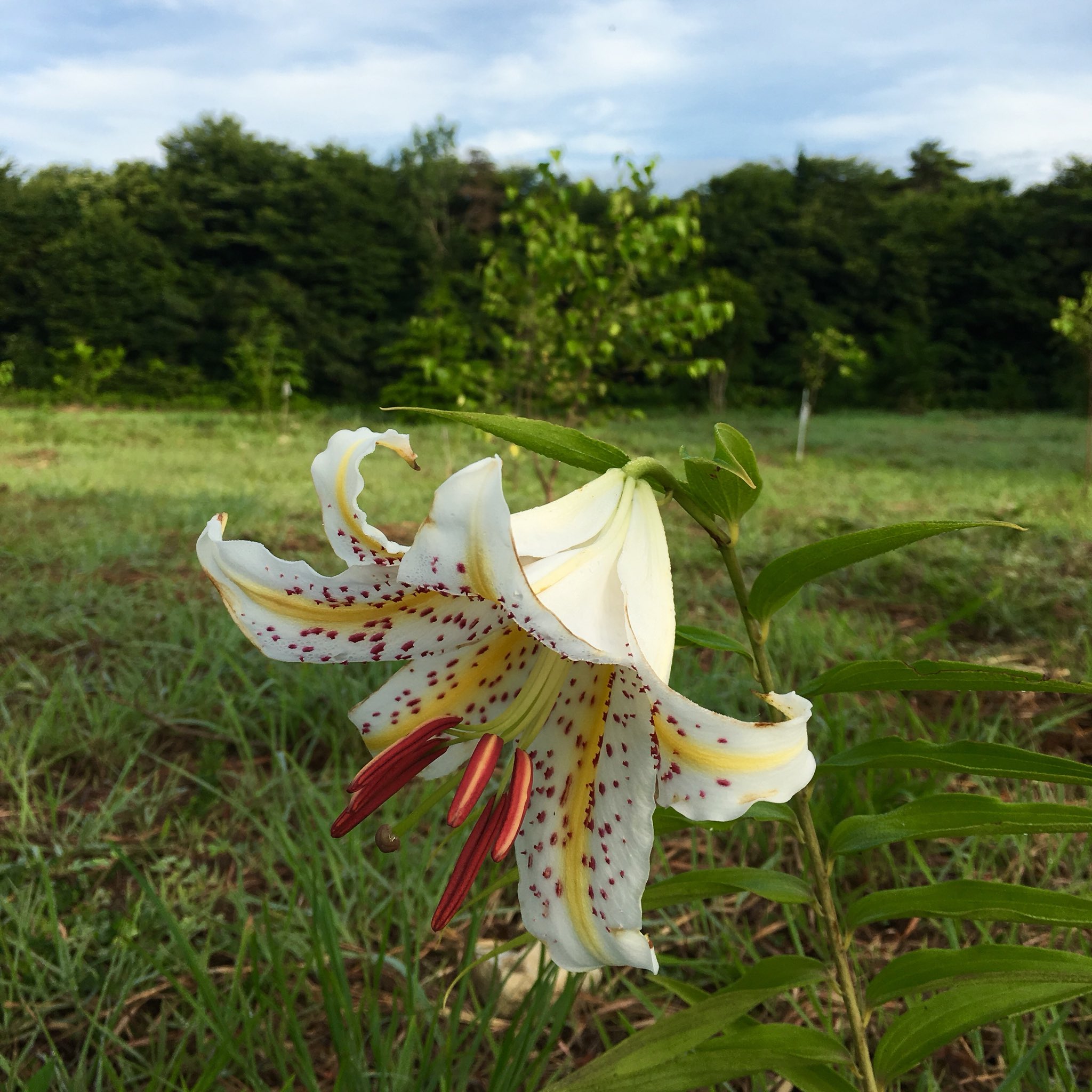 Yoshitomo Nara 奈良美智 山百合は最初に花が咲いてから1年ごとに ひとつづつ花が増えていく つうことは あの百合は何年ものなんだろう 蕾を数えるのが怖い T Co Zmwu5li5wq Twitter