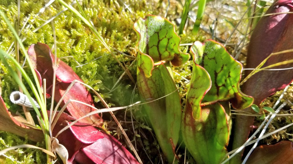 GrasslandNerd's tweet photo. When you are a #rangenerd that also enjoys bogs! https://t.co/VHRpKf000w