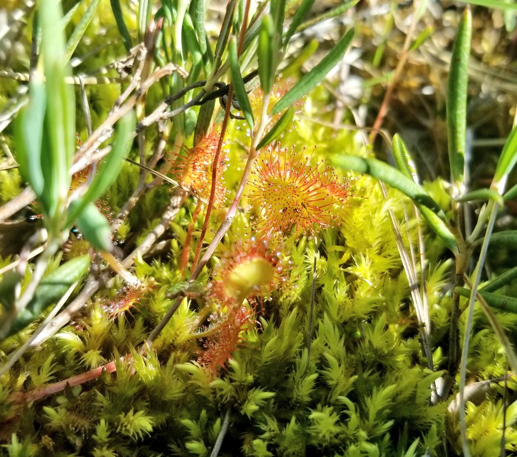 GrasslandNerd's tweet photo. When you are a #rangenerd that also enjoys bogs! https://t.co/VHRpKf000w