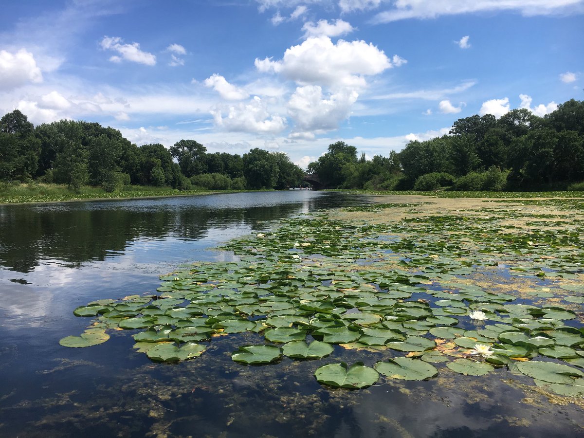 R_T_Rybak's tweet photo. So I live in Minneapolis, City in a Park, where this channel less than a mile from d’town, connects to 3 lakes near another lake that connects to a beautiful creek that becomes Minnehaha Falls feeding the Mississippi....in Minnesota, where more than 10,000 Lakes..... https://t.co/ega3r0bmWj