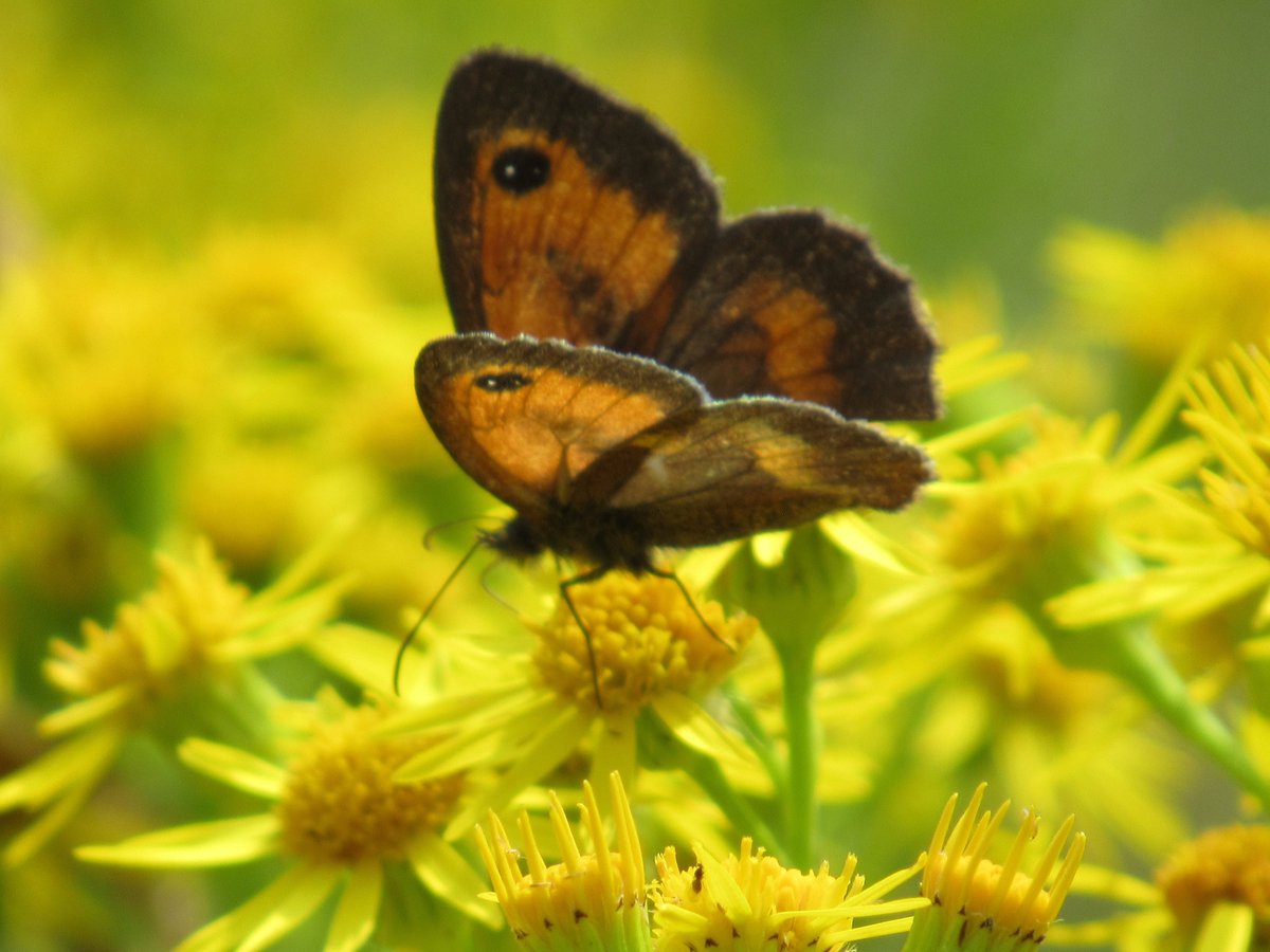 Nomorefizz's tweet photo. Fav butterfly pic this year.  So many in the Dale this summer. @MatthewOates76 https://t.co/HIFlxBOLxO