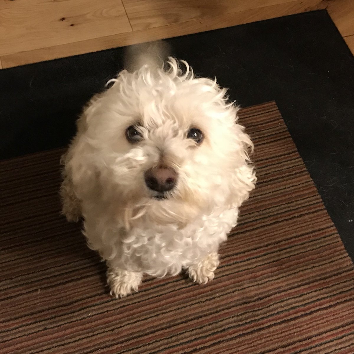 Lost Dogs Arizona tweet media