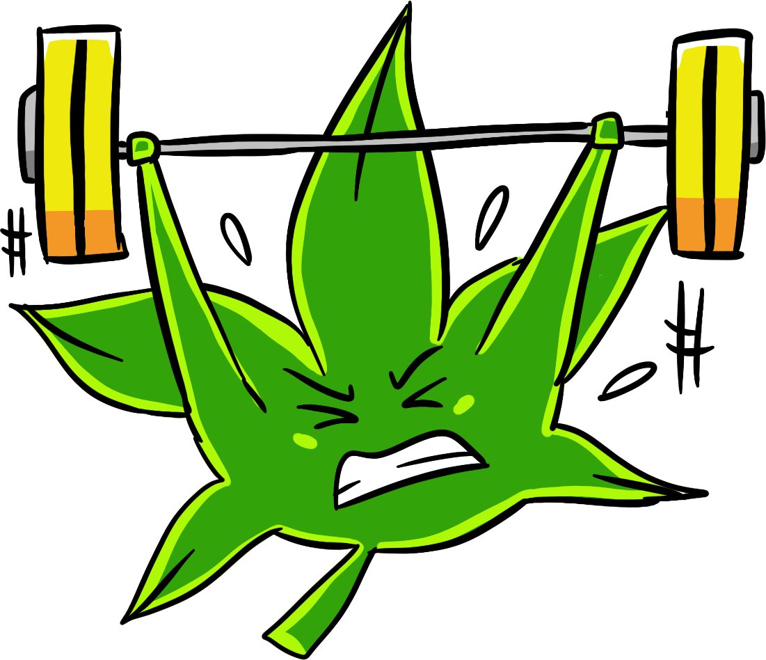 WeLeafNews's tweet photo. Le blocage des récepteurs cannabinoïdes permettrait d'augmenter la synthèse des protéines et donc d'accroître l'anabolisme musculaire...

Voici l'étude pour les plus téméraires : https://t.co/O0tBtGW0SY…/article/pii/S0196978115000650
#Cannabis #Chanvre #Musculation #Science https://t.co/0yZr5gGvlk