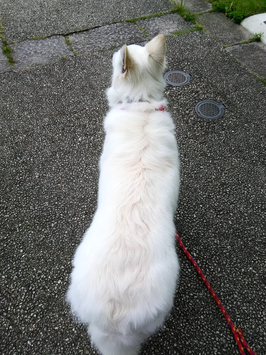 えのちゃん On Twitter 毎日暑いですね 散歩も大変です エリーのダイエットを始めて約2ヶ月 先日体重測ったら 2キロ減ってました 右2ヶ月前 左先日 わかりずらいかな 笑 あと4キロ 笑 がんばろうね ホワイトスイスシェパード ダイエット Https T