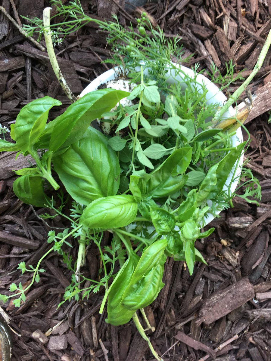 TheWittyFarmer's tweet photo. Guess who successfully grew #garlic? This gal right here. Just cut a regular cornucopia of meatball goodness. #makingmeatballs There should be an emoji w/ a gold ring on a pinky finger. 
#iguessicangrowthings #herbs #parsley #basil #oregano #onion https://t.co/PVD2mlCtF9