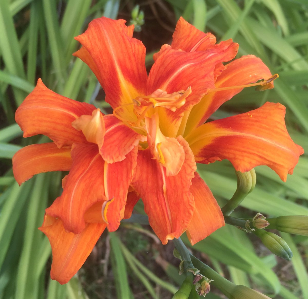 Slightly ragged deep orange petals with yellow-orange centre and veining down centre of petals. Green grass-like foliage in background.