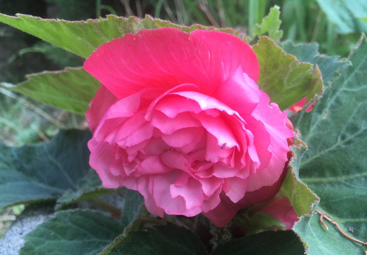 Multiple layers of frilly pink petals make a roundish flower with thick, slightly fuzzy green leaves around it.