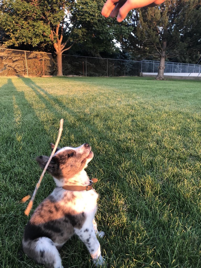 dog_rates's tweet image. This is Scout. She did her best. And that’s all we can ask for. 12/10 would try a different stick tomorrow