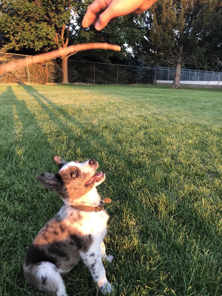 dog_rates's tweet image. This is Scout. She did her best. And that’s all we can ask for. 12/10 would try a different stick tomorrow