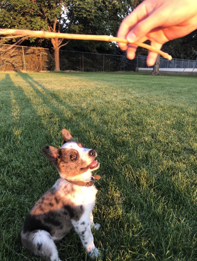 dog_rates's tweet image. This is Scout. She did her best. And that’s all we can ask for. 12/10 would try a different stick tomorrow