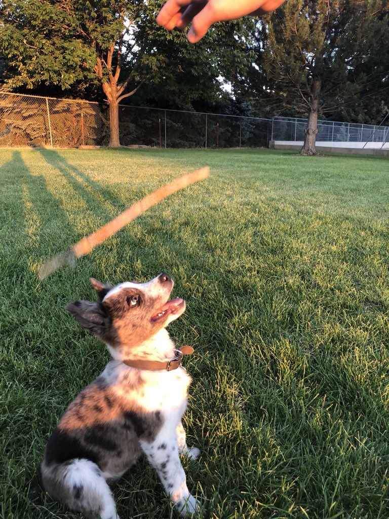 dog_rates's tweet image. This is Scout. She did her best. And that’s all we can ask for. 12/10 would try a different stick tomorrow