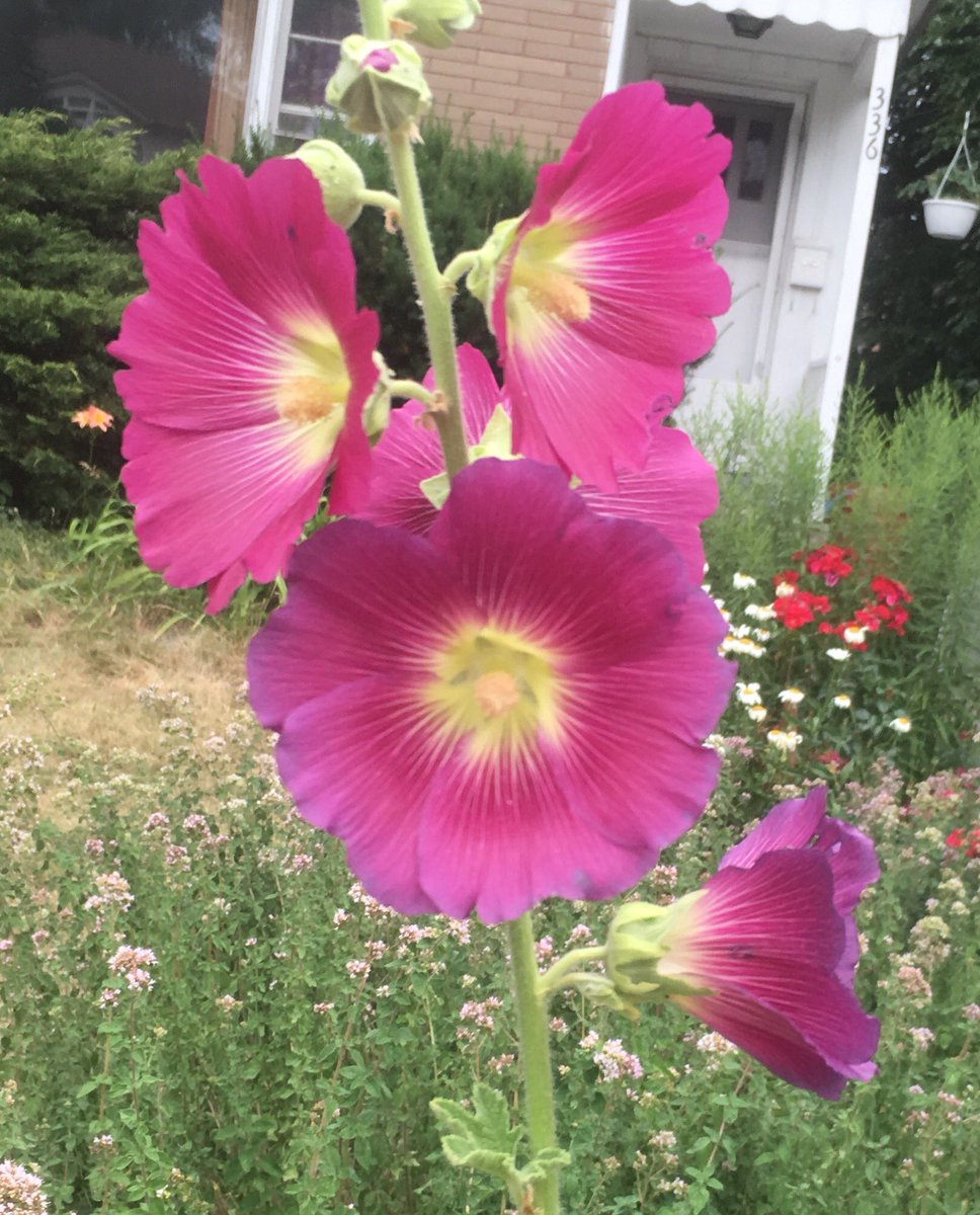 Five purple blooms, with pale green-yellow centres and yellow stamen bundles, radiate from a thick stalk. Brick house, pink oregano flowers, white daisies and red rose bush in background.